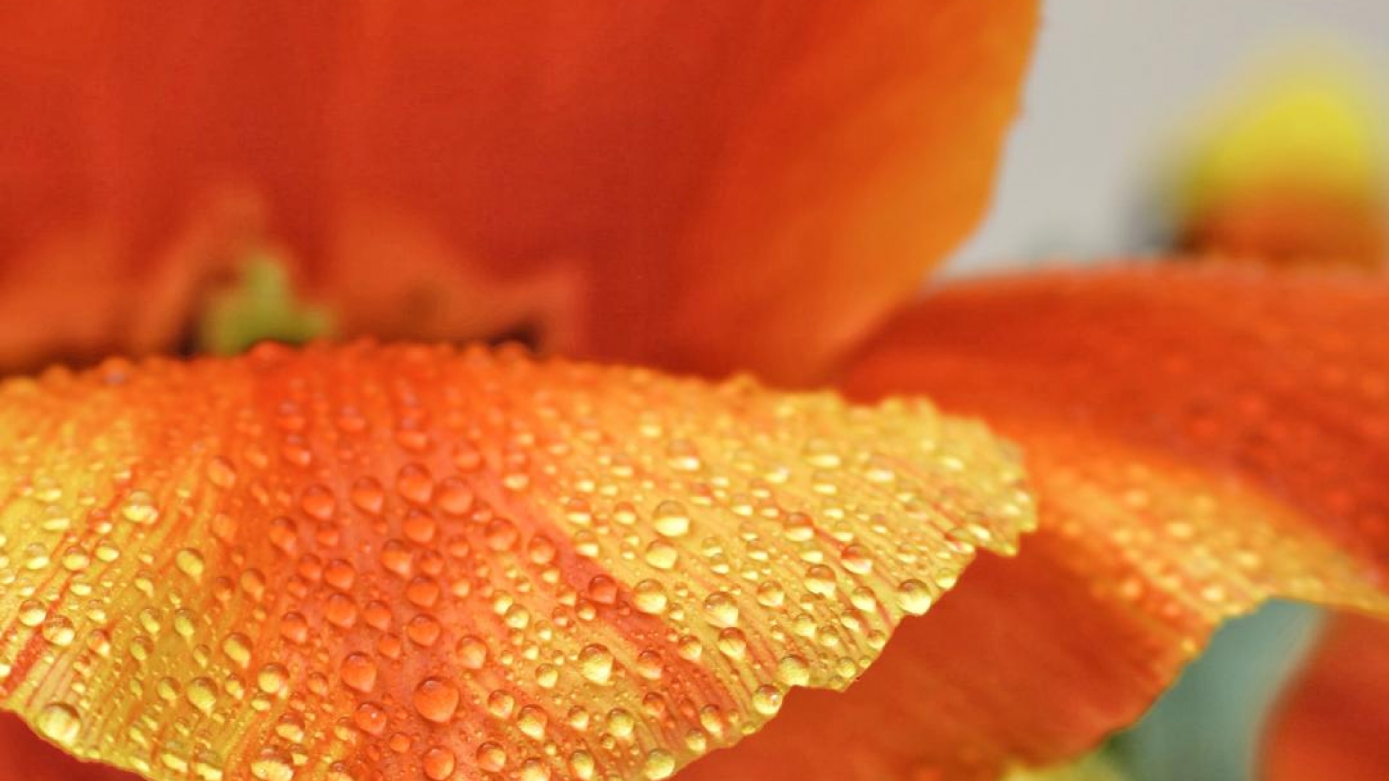 antonia-kuhn-MAUhDaacnb0-unsplash1